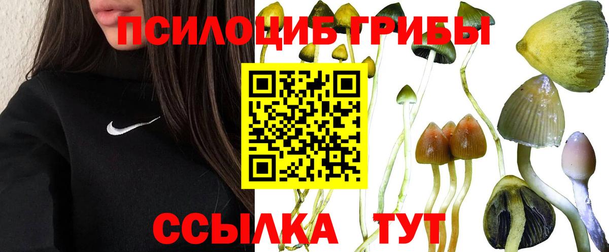 Псилоцибиновые грибы ЛСД Будённовск